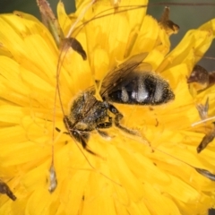 Lasioglossum (Chilalictus) sp. (genus & subgenus) at Fraser, ACT - 12 Feb 2024