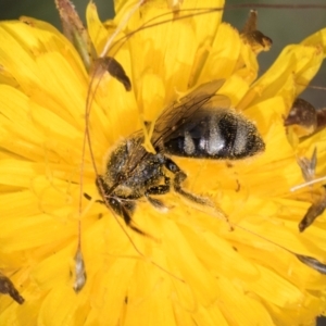 Lasioglossum (Chilalictus) sp. (genus & subgenus) at Fraser, ACT - 12 Feb 2024 11:59 AM