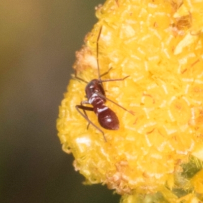 Miridae (family) (Unidentified plant bug) at Dunlop Grassland (DGE) - 12 Feb 2024 by kasiaaus