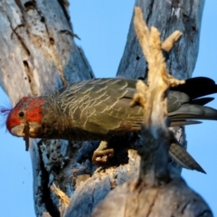 Callocephalon fimbriatum (Gang-gang Cockatoo) at GG153 - 12 Feb 2024 by LisaH