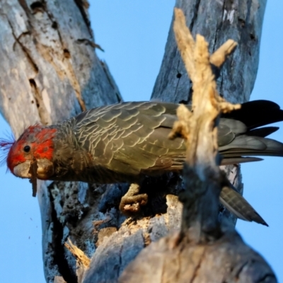 Callocephalon fimbriatum (Gang-gang Cockatoo) - Canberra