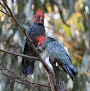 Callocephalon fimbriatum at GG153 - 12 Feb 2024