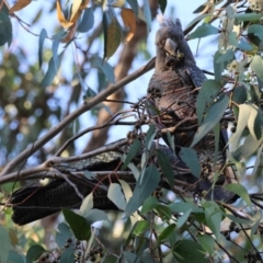 Callocephalon fimbriatum (Gang-gang Cockatoo) at Hughes, ACT - 12 Feb 2024 by LisaH