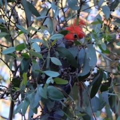 Callocephalon fimbriatum at Hughes Grassy Woodland - suppressed