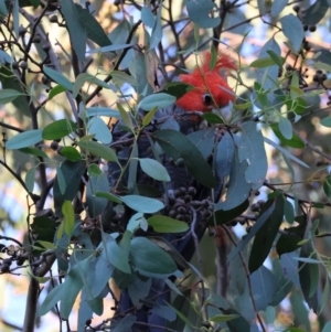 Callocephalon fimbriatum at Hughes Grassy Woodland - 12 Feb 2024