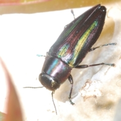 Melobasis vittata (A Melobasis jewel beetle) at Uriarra Village, ACT - 11 Feb 2024 by Harrisi