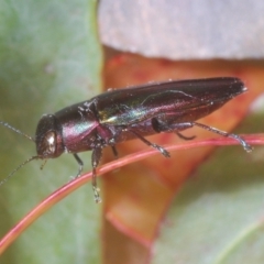 Melobasis vittata at Lower Cotter Catchment - 11 Feb 2024 06:36 PM