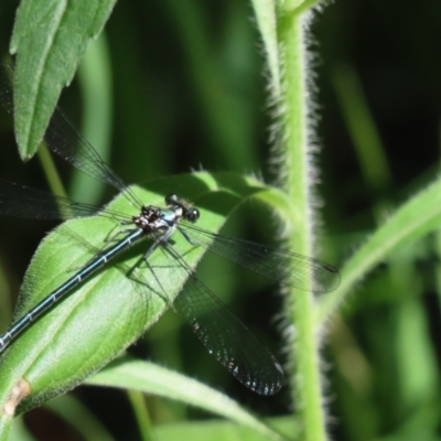 Austroargiolestes icteromelas (Common Flatwing) at Uriarra Village, ACT - 7 Feb 2024 by SandraH