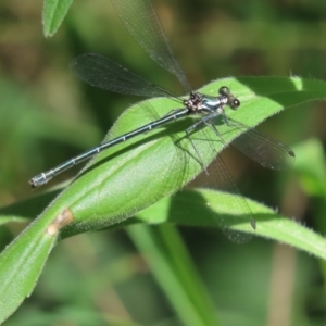 Austroargiolestes icteromelas at Uriarra Village, ACT - 8 Feb 2024