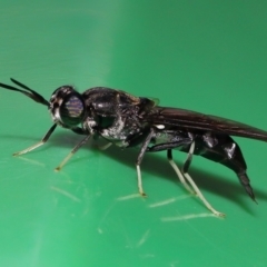 Hermetia illucens (American Soldier Fly) at Wellington Point, QLD - 12 Feb 2024 by TimL