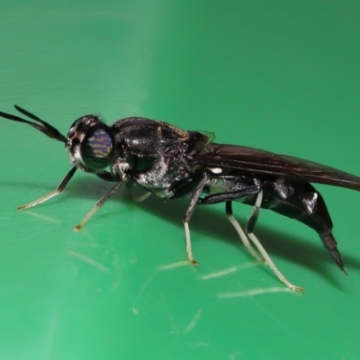 Unidentified Other true fly at Wellington Point, QLD - 12 Feb 2024 by TimL