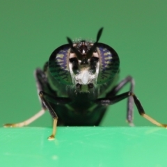 Hermetia illucens at Wellington Point, QLD - suppressed