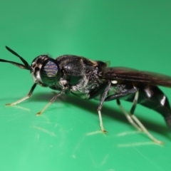 Hermetia illucens at Wellington Point, QLD - suppressed