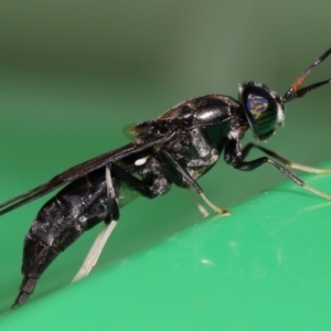 Hermetia illucens at Wellington Point, QLD - suppressed