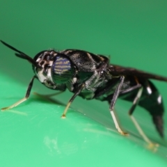 Hermetia illucens at Wellington Point, QLD - suppressed