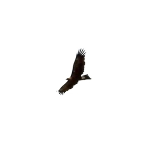 Aquila audax at Namadgi National Park - 10 Feb 2024 01:00 PM