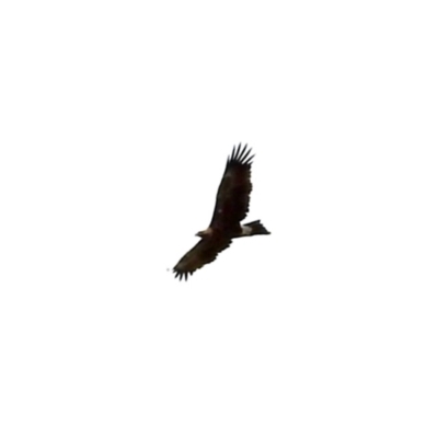 Aquila audax (Wedge-tailed Eagle) at Rendezvous Creek, ACT - 10 Feb 2024 by KMcCue
