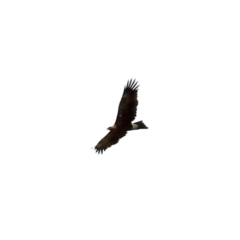 Aquila audax (Wedge-tailed Eagle) at Rendezvous Creek, ACT - 10 Feb 2024 by KMcCue
