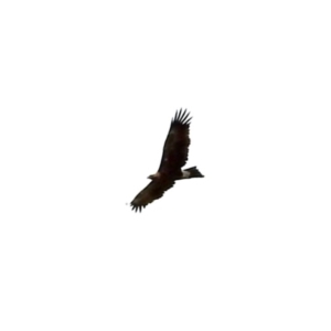 Aquila audax at Namadgi National Park - 10 Feb 2024