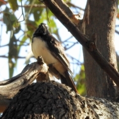 Rhipidura leucophrys (Willie Wagtail) at Tharwa, ACT - 9 Feb 2024 by KMcCue