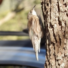 Cormobates leucophaea (White-throated Treecreeper) at Namadgi National Park - 10 Feb 2024 by KMcCue