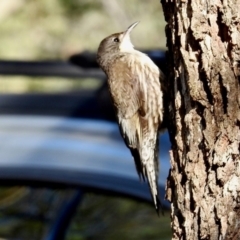 Cormobates leucophaea at Namadgi National Park - 10 Feb 2024