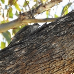 Cormobates leucophaea at Namadgi National Park - 10 Feb 2024
