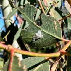 Psylloidea (super family) (Psylloids) at Aranda, ACT - 9 Feb 2024 by KMcCue