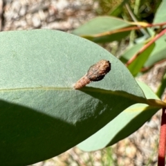 Hypertrophidae sp. (family) (Unidentified Twig Moth) at Aranda, ACT - 9 Feb 2024 by KMcCue