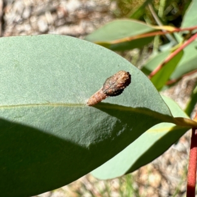 Hypertrophidae sp. (family) (Unidentified Twig Moth) at Aranda, ACT - 8 Feb 2024 by KMcCue