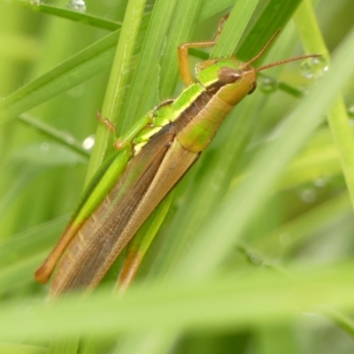 Bermius brachycerus (A grasshopper) at Braemar - 10 Feb 2024 by Curiosity