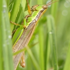 Bermius brachycerus at Wingecarribee Local Government Area - 11 Feb 2024