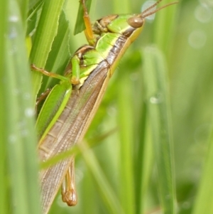 Bermius brachycerus at Wingecarribee Local Government Area - 11 Feb 2024