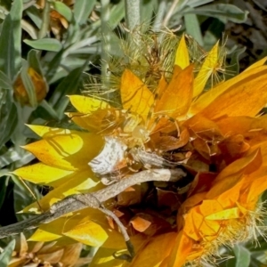 Zygometis xanthogaster at Aranda, ACT - 8 Feb 2024