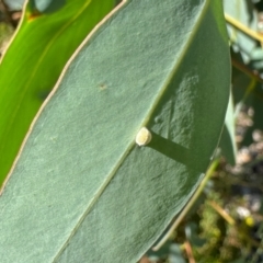 Unverified Insect at Aranda, ACT - 9 Feb 2024 by KMcCue