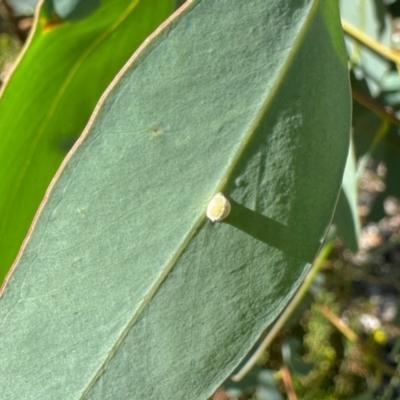 Unverified Insect at Aranda, ACT - 9 Feb 2024 by KMcCue