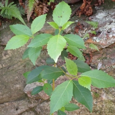 Hedycarya angustifolia (Austral Mulberry) at Wingecarribee Local Government Area - 12 Feb 2024 by plants