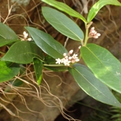 Marsdenia suaveolens (Scented Marsdenia) at Mittagong, NSW - 12 Feb 2024 by plants