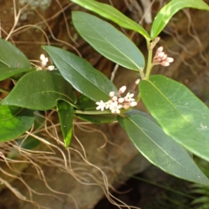 Marsdenia suaveolens at Wingecarribee Local Government Area - 12 Feb 2024 09:08 AM