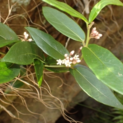 Marsdenia suaveolens (Scented Marsdenia) at Wingecarribee Local Government Area - 11 Feb 2024 by plants