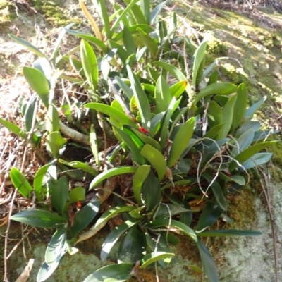 Dendrobium speciosum var. speciosum (Sydney Rock Orchid) at Wingecarribee Local Government Area - 11 Feb 2024 by plants