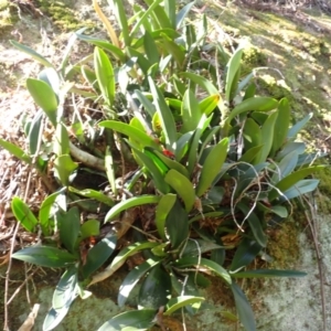 Dendrobium speciosum var. speciosum (Sydney Rock Orchid) at Mittagong, NSW by plants
