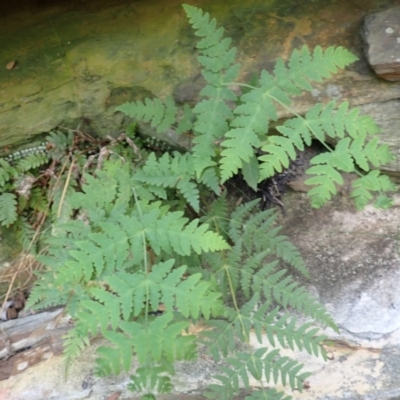 Histiopteris incisa (Bat's-Wing Fern) at Mittagong - 11 Feb 2024 by plants