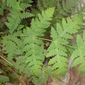 Histiopteris incisa at Wingecarribee Local Government Area - 12 Feb 2024