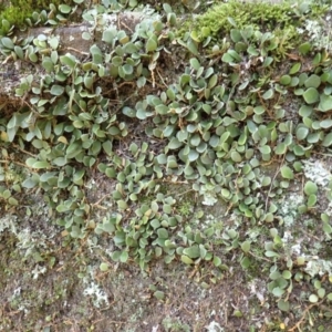 Pyrrosia rupestris (Rock Felt Fern) at Mittagong, NSW by plants