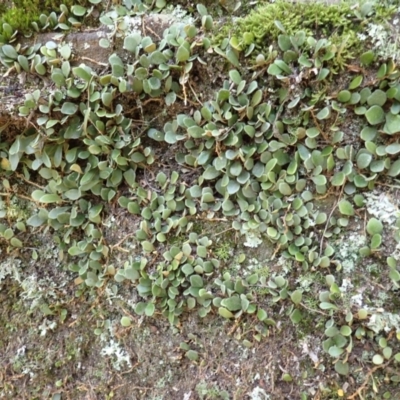 Pyrrosia rupestris (Rock Felt Fern) at Wingecarribee Local Government Area - 11 Feb 2024 by plants