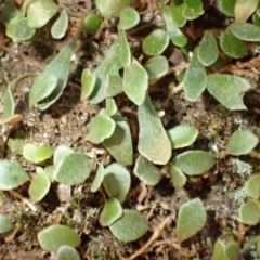 Pyrrosia rupestris at Wingecarribee Local Government Area - 12 Feb 2024