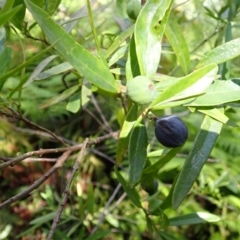 Santalum obtusifolium (Coastal Sandalwood) at Wingecarribee Local Government Area - 12 Feb 2024 by plants