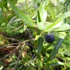 Santalum obtusifolium (Coastal Sandalwood) at Mittagong - 12 Feb 2024 by plants