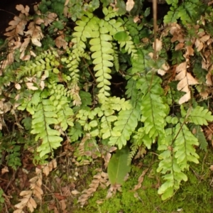 Adiantum hispidulum var. hispidulum at Wingecarribee Local Government Area - 12 Feb 2024